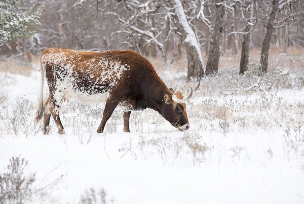 After Blizzard, Ranchers Track Down Wayward Cattle Online