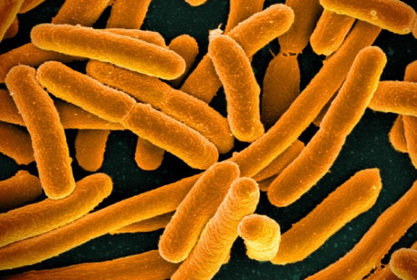 A Handheld Device Could Prevent Deadly Foodborne Illnesses