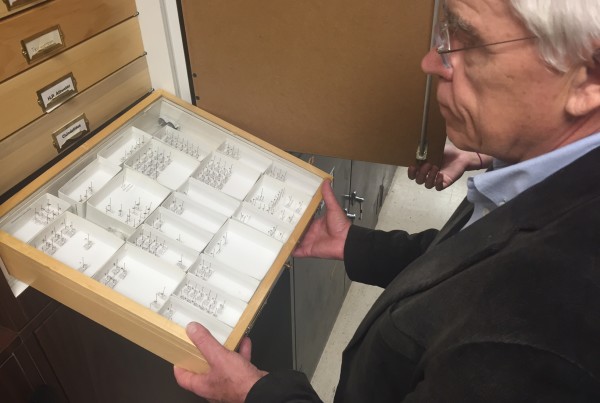 Who Knew? There Are More Than 50 Types Of Mosquitoes In North Texas
