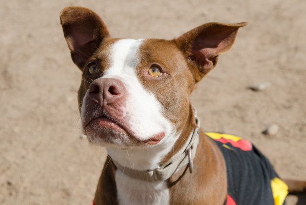 Glamour Shots Help Shelter Pets Find Homes Faster