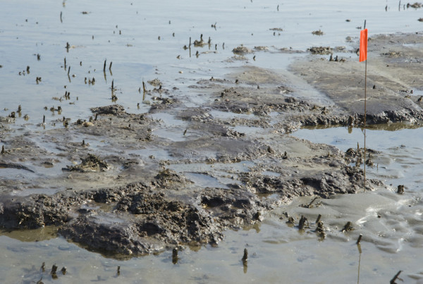Six Years After Deepwater Horizon, the Gulf of Mexico is Finally Recovering