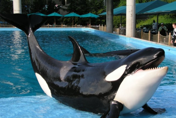 SeaWorld Announced It’s Phasing Out Orca Breeding. What’s Next for the Company?