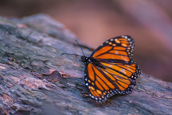 Typewriter Rodeo: Monarchs