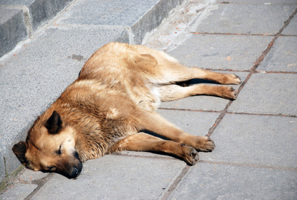 How Dallas is Cracking Down on its Stray Dog Problem