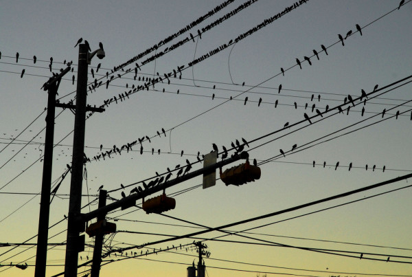 Typewriter Rodeo: Grackles