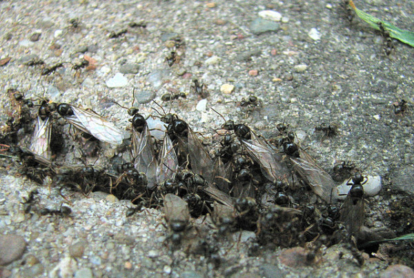 Ants or Termites? Here’s How To Tell the Difference