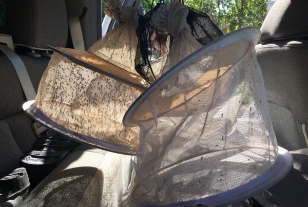 Mosquito Hunters Set Traps Across Harris County, Searching for Signs of Zika