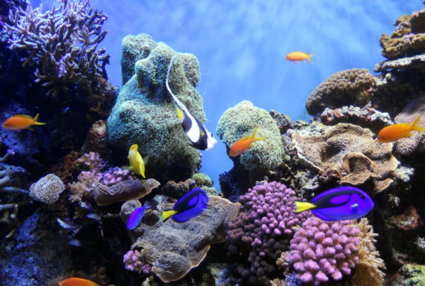 Coral Reefs Around The World Challenged By Climate Change and Pollution