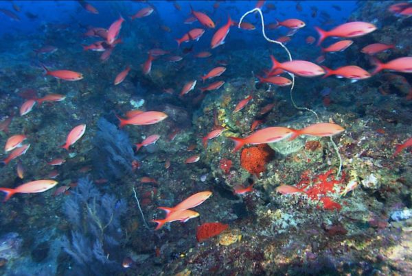 Proposal To Hugely Expand Gulf ‘Flower Gardens’ Concerns Oil And Gas Drillers