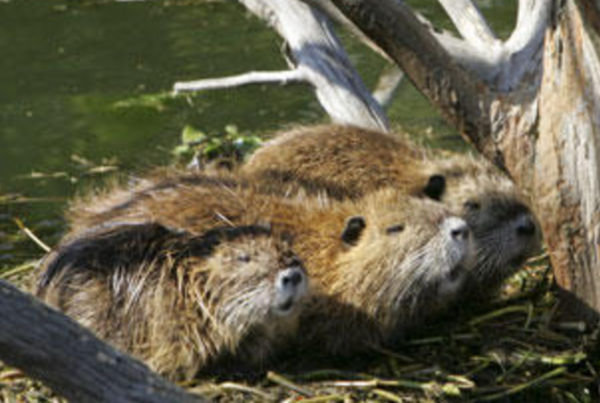 San Antonio River Authority Working To Control Nutria Population