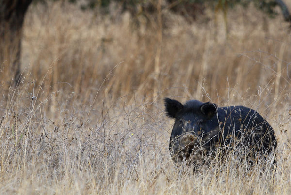 Did Sid Miller’s 2011 Law Help Start 130 ‘Helicopter Hog Hunt’ Businesses?