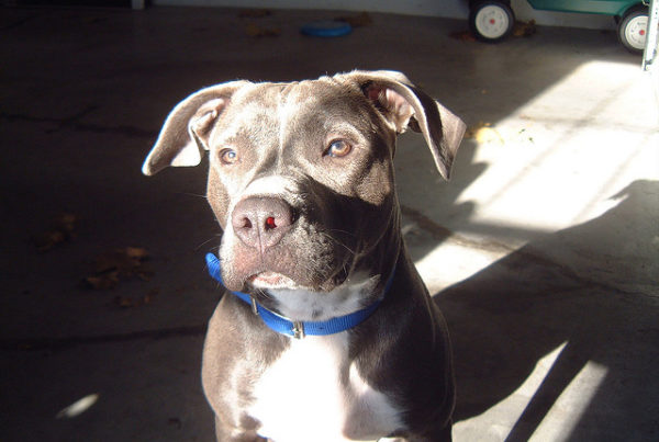 Why Dallas’ Stray Dog Problem is a Social Justice Issue