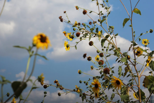 Beat the Summer Heat With These Texas Tunes