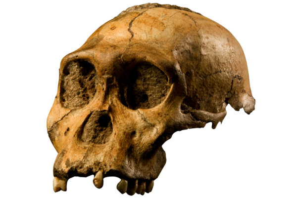 7 Celebrity Fossils That Signify the Evolutionary Narrative of Humanity
