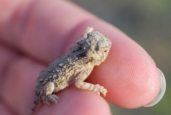 First Step In Lizard’s Possible Comeback