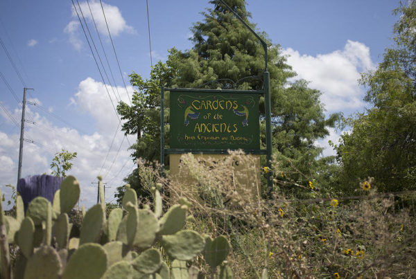 Opioid-Like Herbal Supplement to Stay on Shelves in Texas, At Least for Now