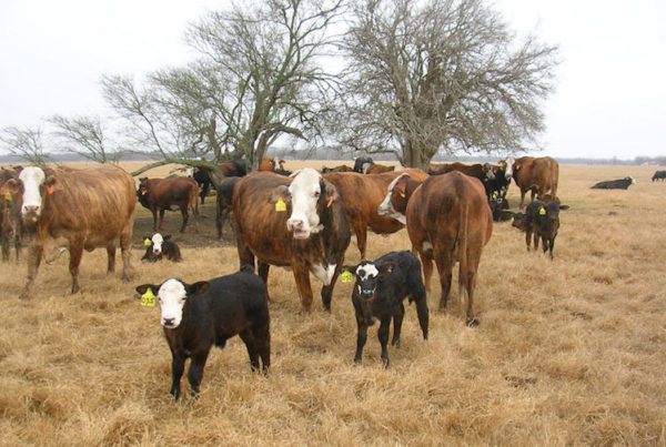Shortage of Vets in the Valley Could Pose Problems for Cattle Farmers