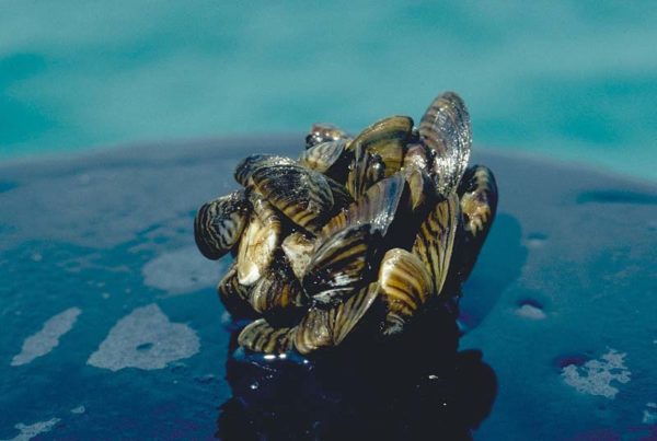 Ted Cruz Files Bill To Bring More Water, And More Invasive Species, Into Texas
