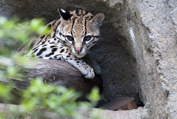 An Energy Facility Near Brownsville Could Block The Path For Texas Ocelots