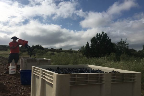 West Texans Get In on Growing Texas Wine Industry