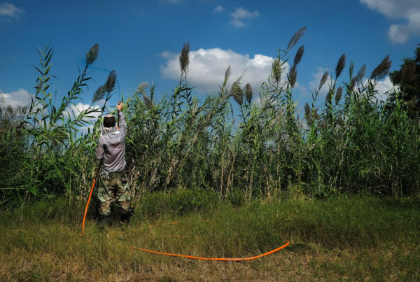 In the Growing Battle Against Invasive Plants, Texas Lags Behind Other States