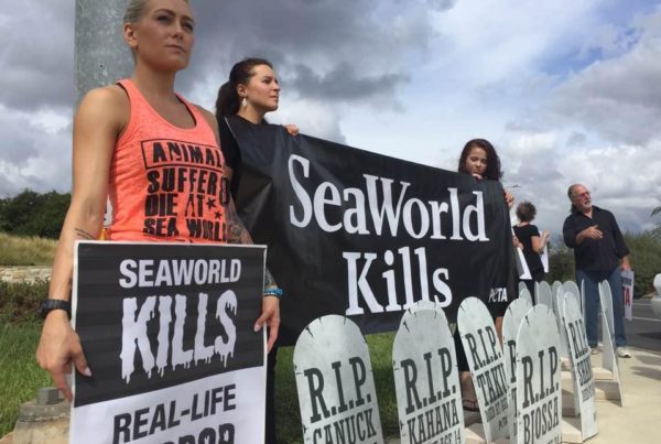 SeaWorld San Antonio Retooling For A Shamu-Free Future