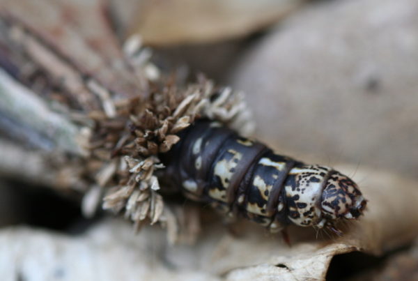 These Caterpillars Will Eat Up Your Christmas Tree