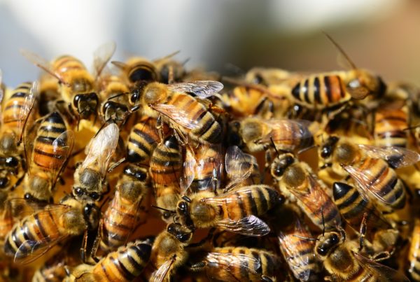 Why Spraying for Disease-Carrying Mosquitoes is Bad for Our Bees