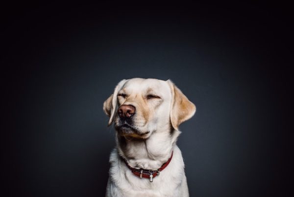 Typewriter Rodeo: My Dog Stinks
