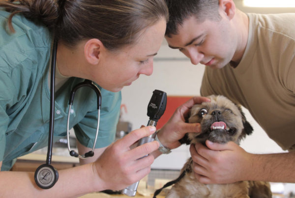 The Texas Veterinary Board Was Scolded for Mismanagement, Then A Third of Its Officials Resigned