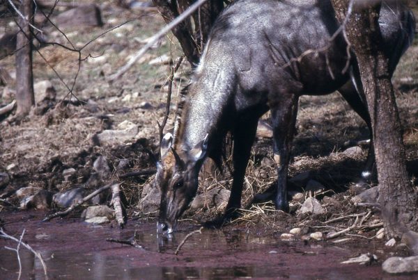 Why Wildlife Refuges Are Culling This Animal to Save Cattle from a Deadly Blood Disease