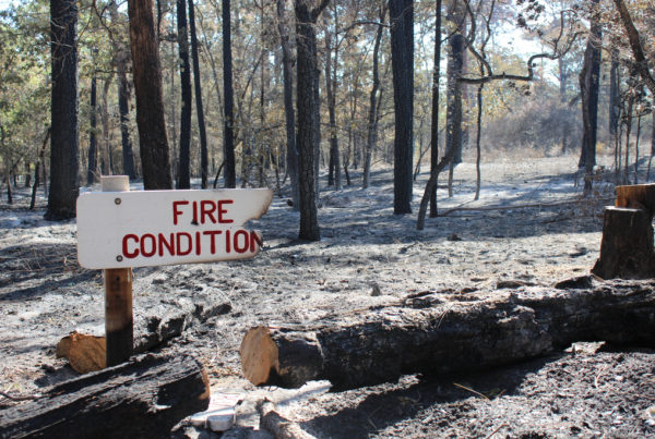 Why Bastrop’s Lost Pines Could Actually Become Lost