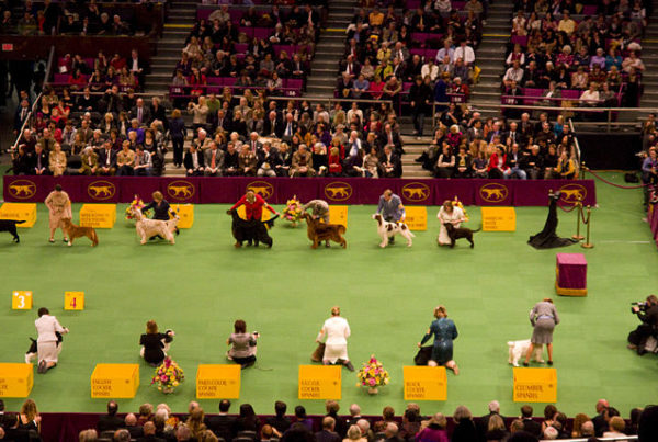 Westminster Isn’t This Wimberley Dog Trainer’s First Dog Show