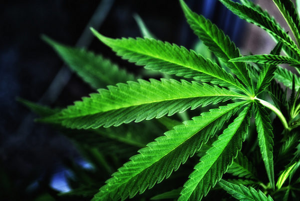 The Army Has A Message For Soldiers: Even Where Marijuana Is Legal, Don’t Use It