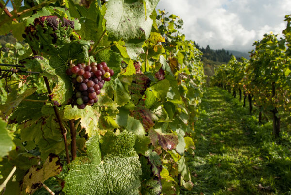 New Bill Would Ensure Texas Wines Are from Fruit Grown in the State