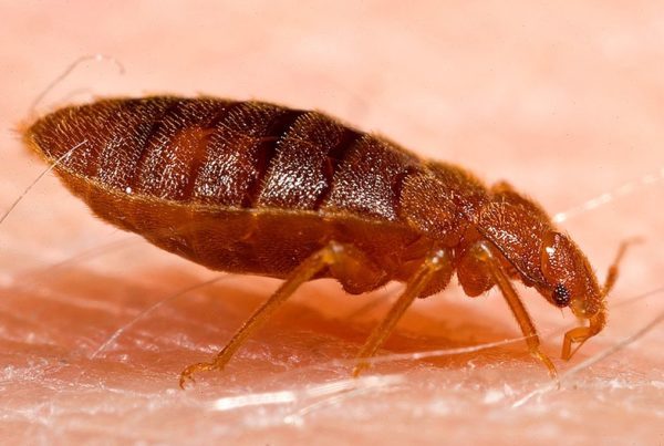 Keep Bed Bugs out of Your Suitcase And Your Home