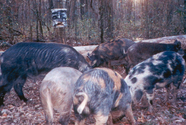 Typewriter Rodeo: Feral Hogs
