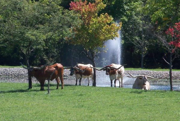 How ‘Fitbits’ for Cattle Help Ranchers Raise Healthier Beef