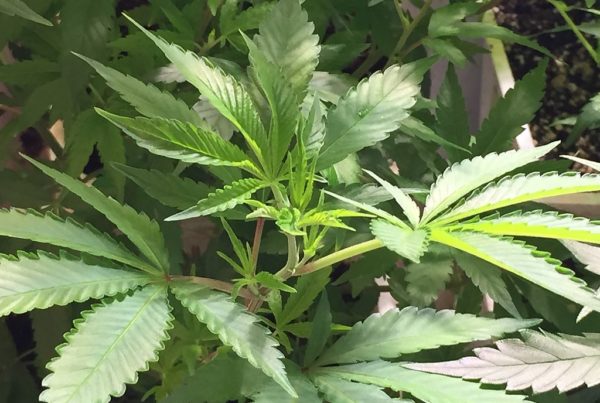 The Conservative Case for Decriminalizing Pot