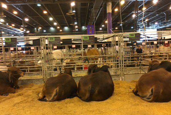 Texas Ranchers Face Blowback From Trump’s Plans For NAFTA