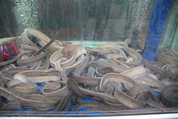 The Slime From This Fish Could Be Used for Food, Clothes and Pepper Spray