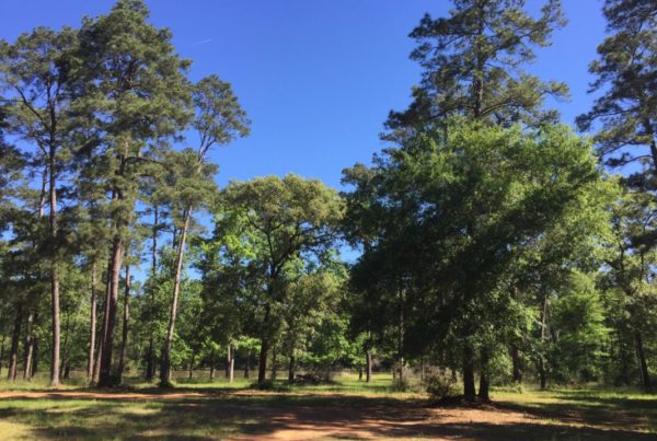 Concerns About State Forest Development Plan Lead to Changed Legislation