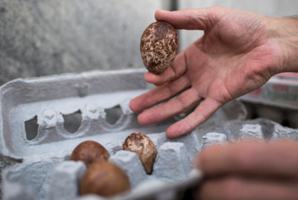 How Do You Remove Falcon Eggs From A Nest On The UT Tower? Very Carefully.