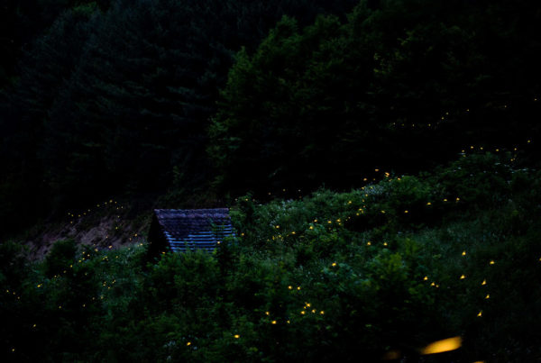 Typewriter Rodeo: Fireflies