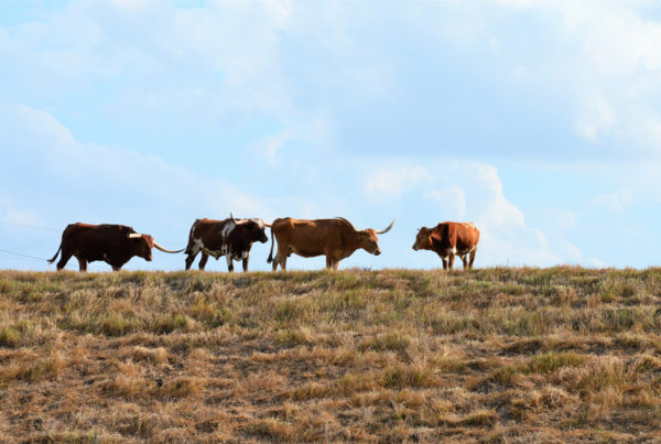 Ranchers Say Loosened Regulations Will Help Them Fight Fever Ticks
