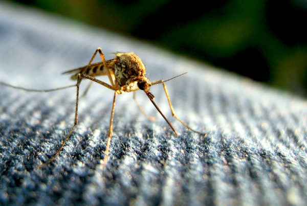 UT Researchers Create Computer Model To Track Zika Spread in Real-Time