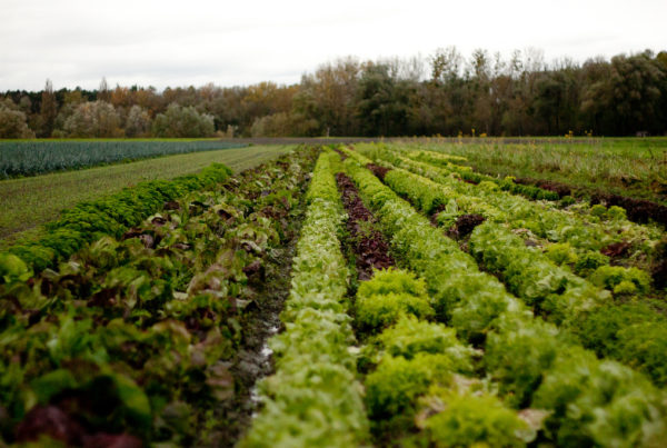 Why Rio Grande Valley Cabbage Farmers Are in Trouble This Year