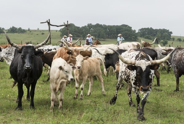Panhandle farmers look to balance economics and ecology