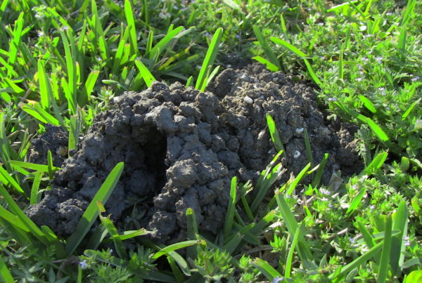 Crawfish In Your Lawn? Hope You’re OK With That