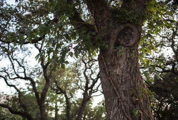 Tree Cutting Restrictions Spark Debate Over Local Control